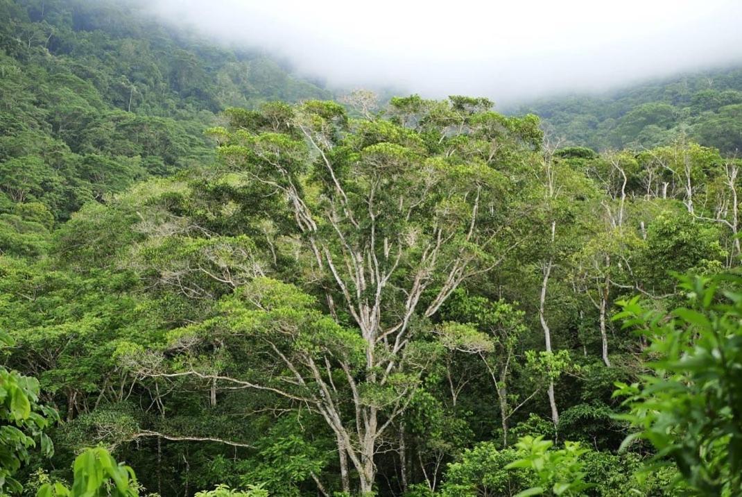 Taorayina Nature Lodge- Immersed In The Forest エル・ザイノ エクステリア 写真